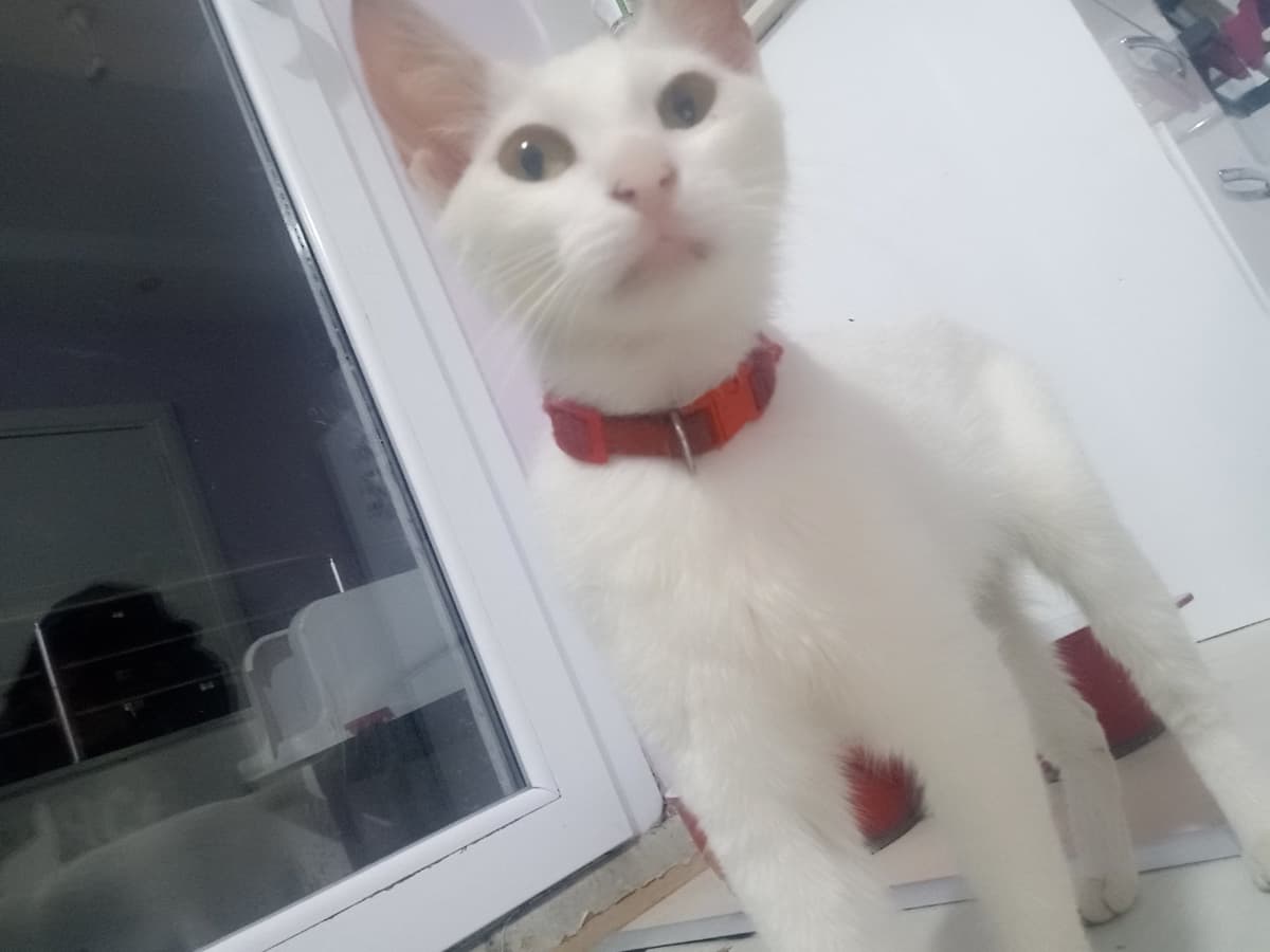 Yok Sokak Kedisi Kedi, Mersin