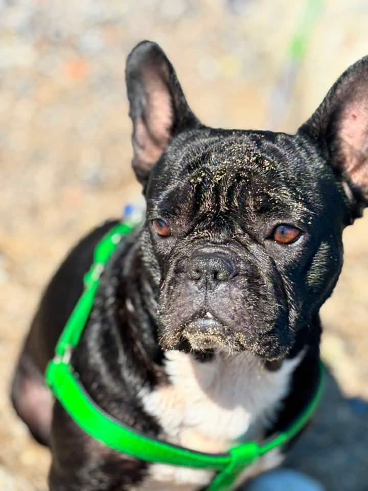 Tarçın French Bulldog Köpek, İstanbul
