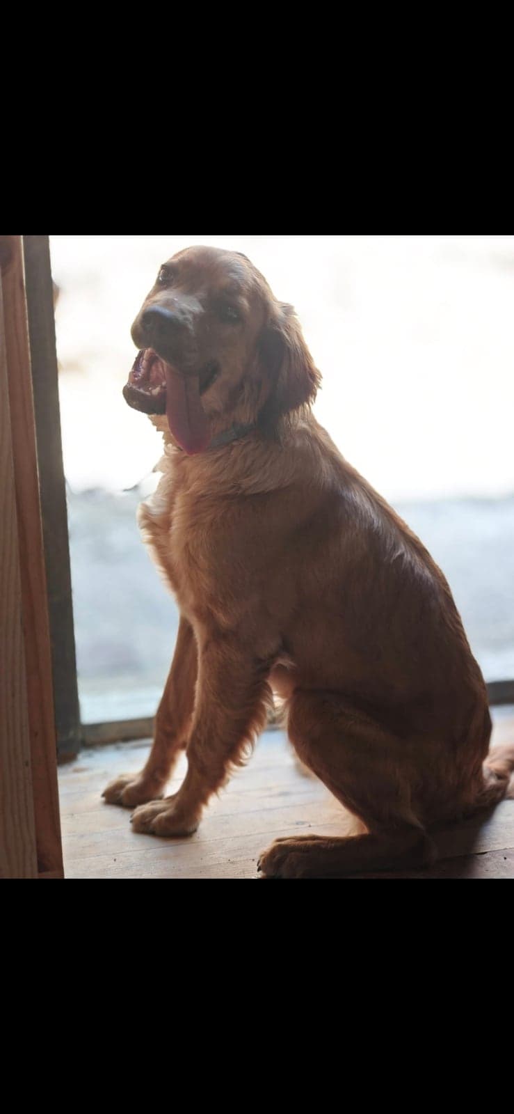 Bold Melez Köpek, İzmir