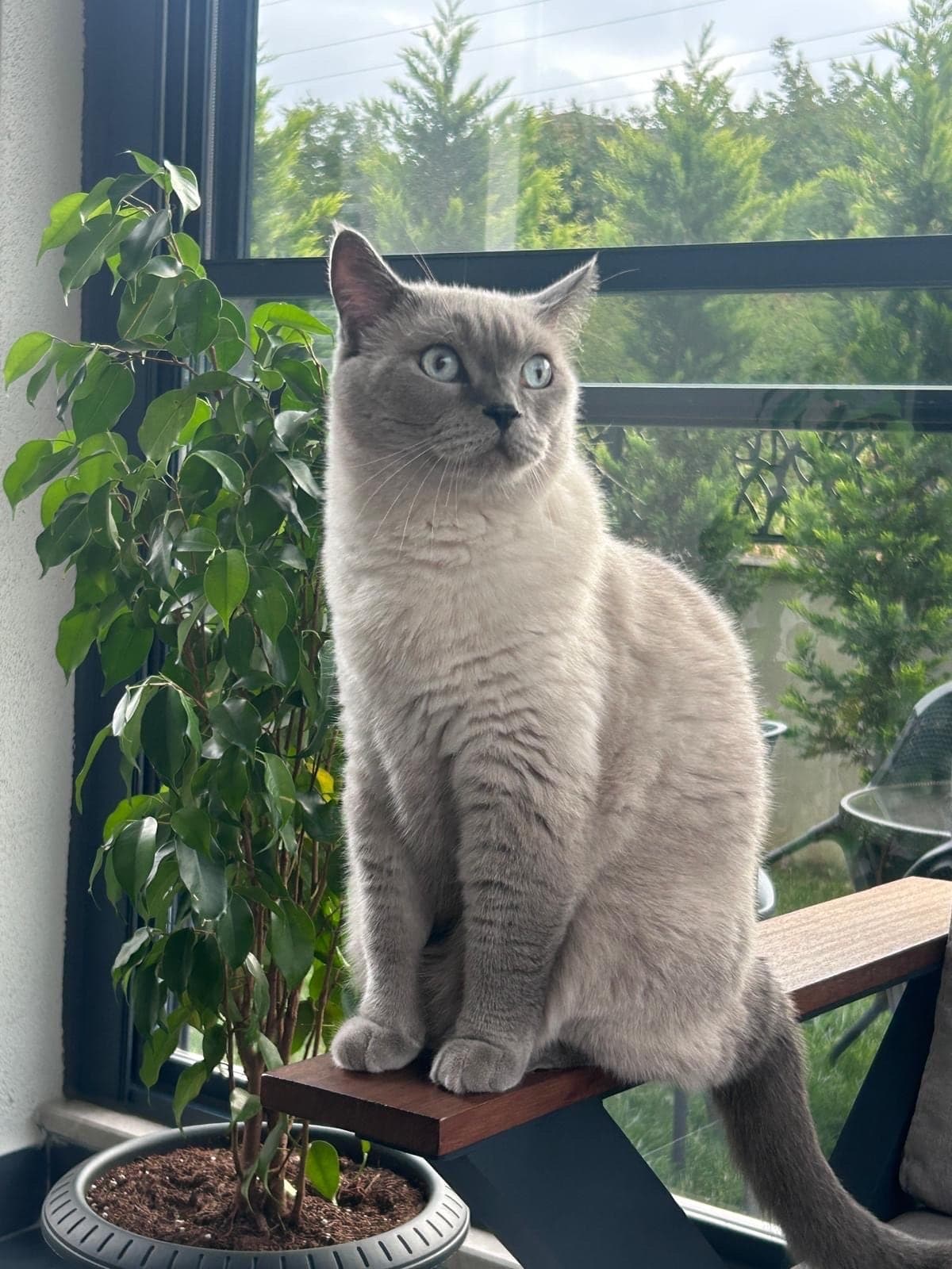 Mabel British Shorthair Kedi, Nevşehir
