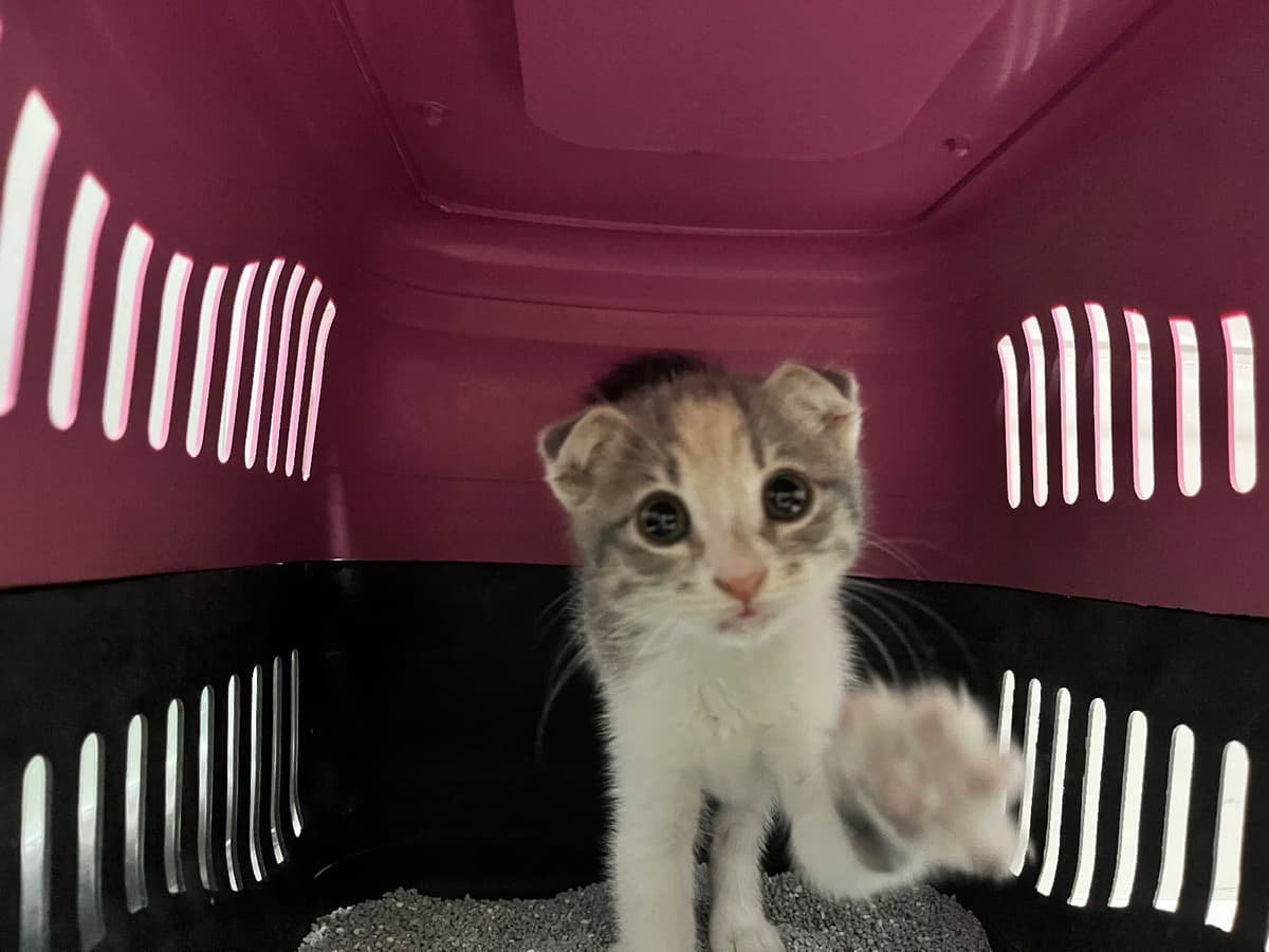 Balım Scottish Fold Kedi, Sakarya