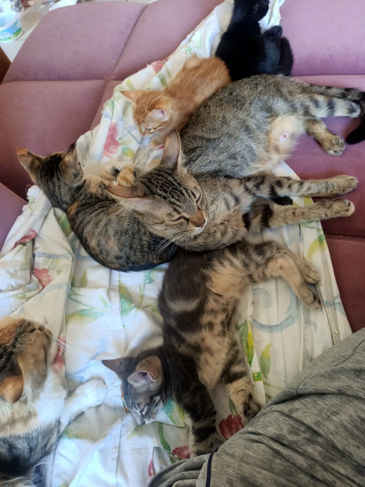 Boncuk Sokak Kedisi Kedi, İstanbul