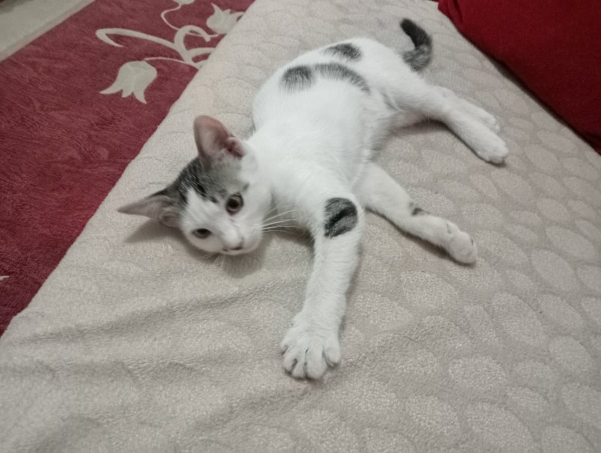 Pamuk Tekir Kedi, Bursa