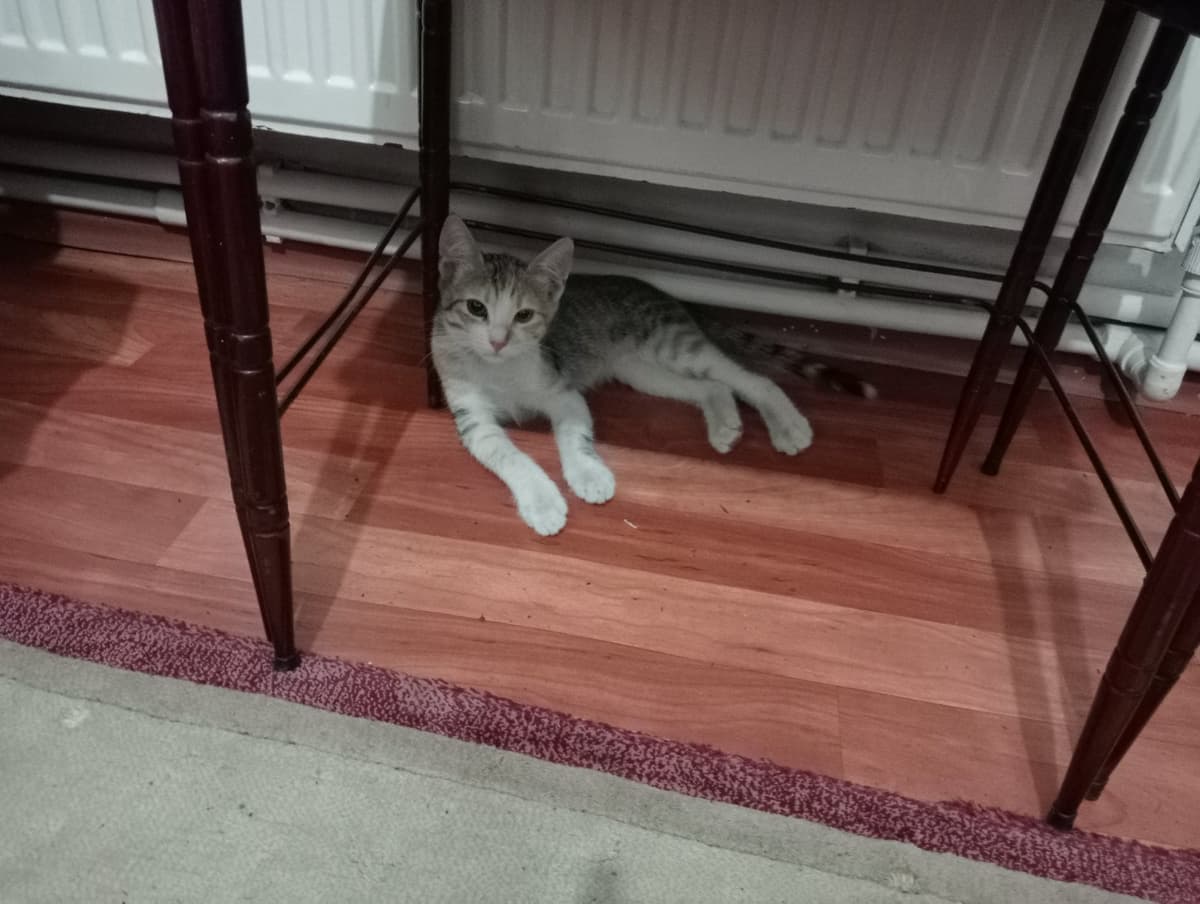Boncuk Tekir Kedi, Bursa