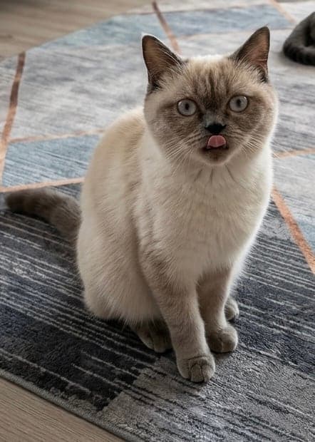 Lolly ve Nyx British Shorthair Kedi, Kayseri
