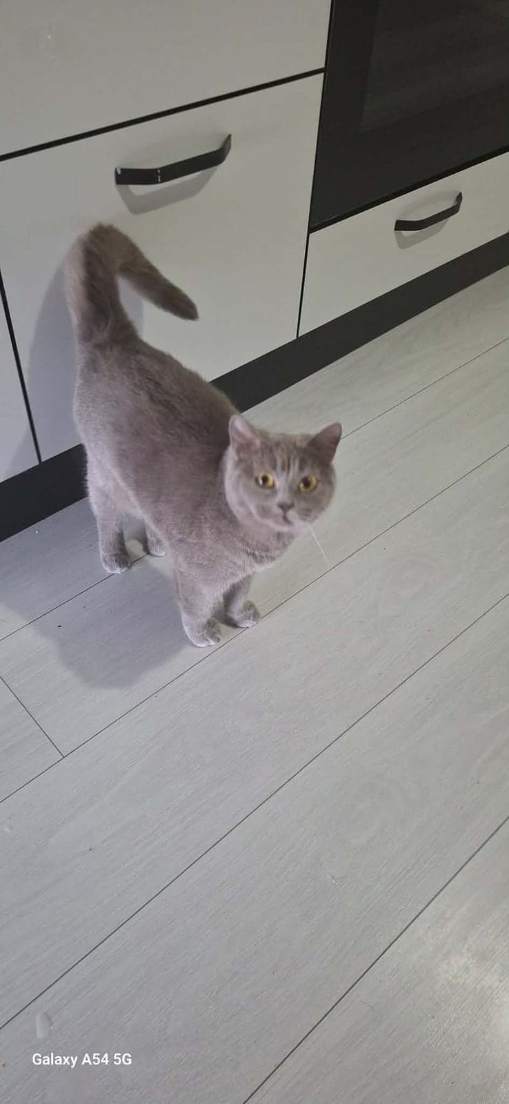 Çiko British Shorthair Kedi, Antalya