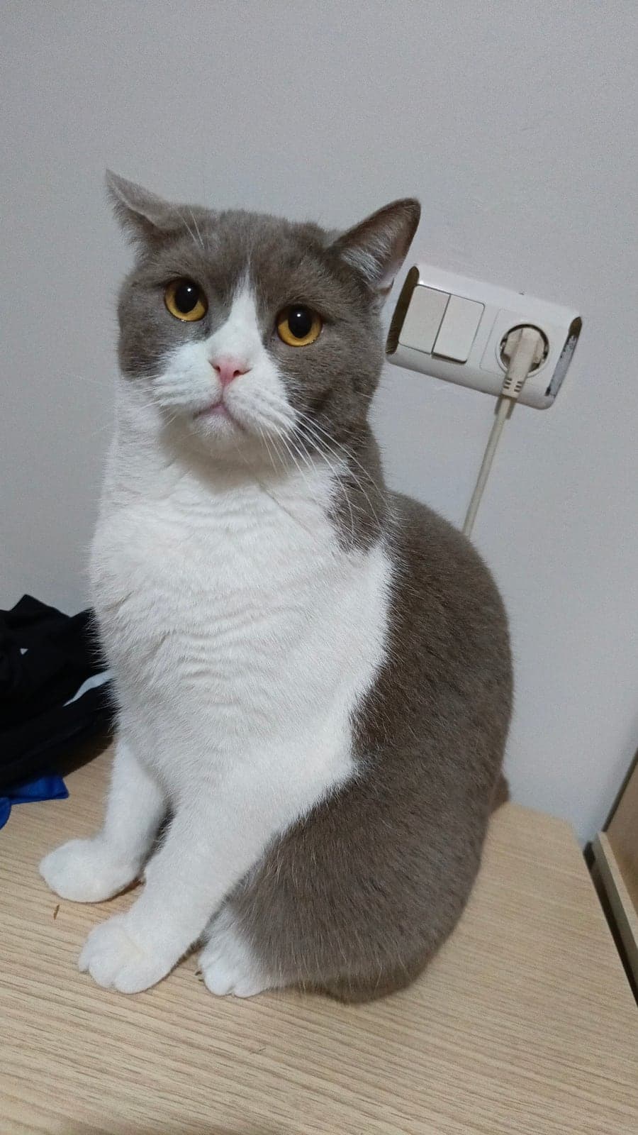 Paşa British Shorthair Kedi, Bursa