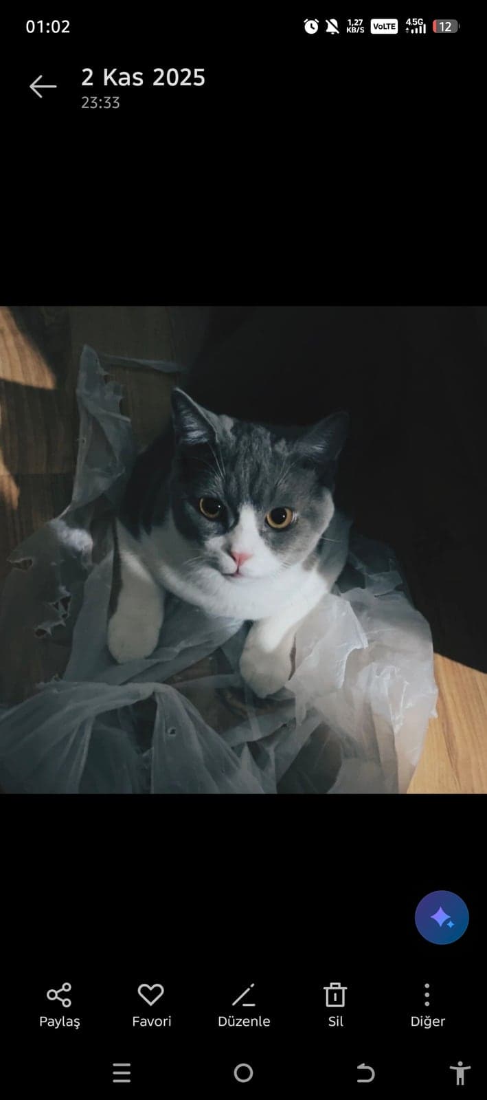 Paşa British Shorthair Kedi, Bursa