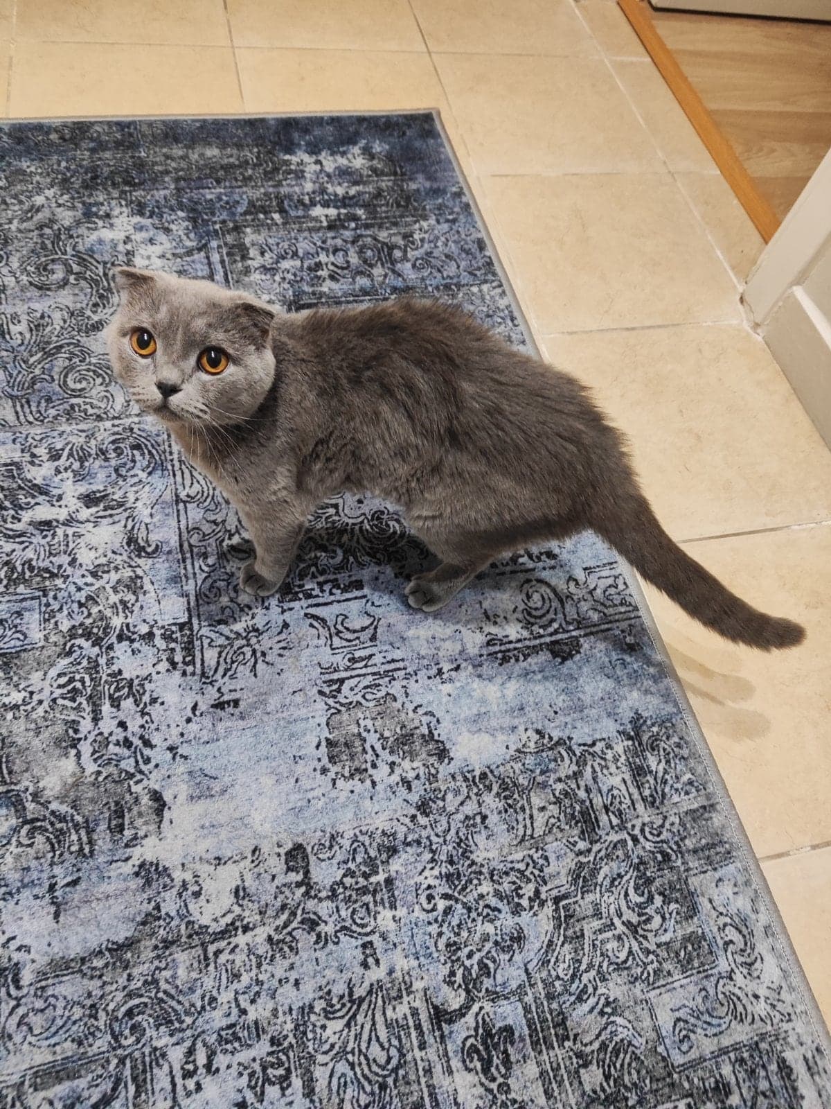 Duman Scottish Fold Kedi, İstanbul