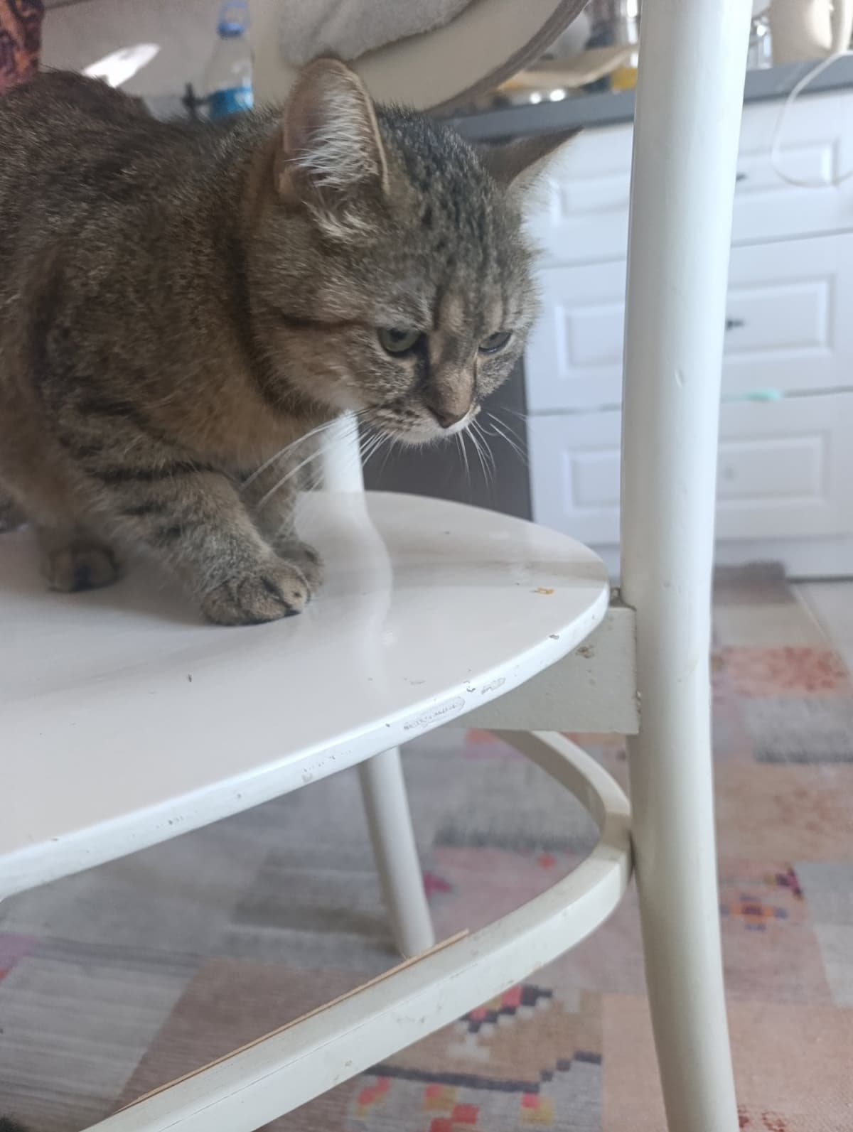 çikolata Scottish Straight Kedi, İstanbul