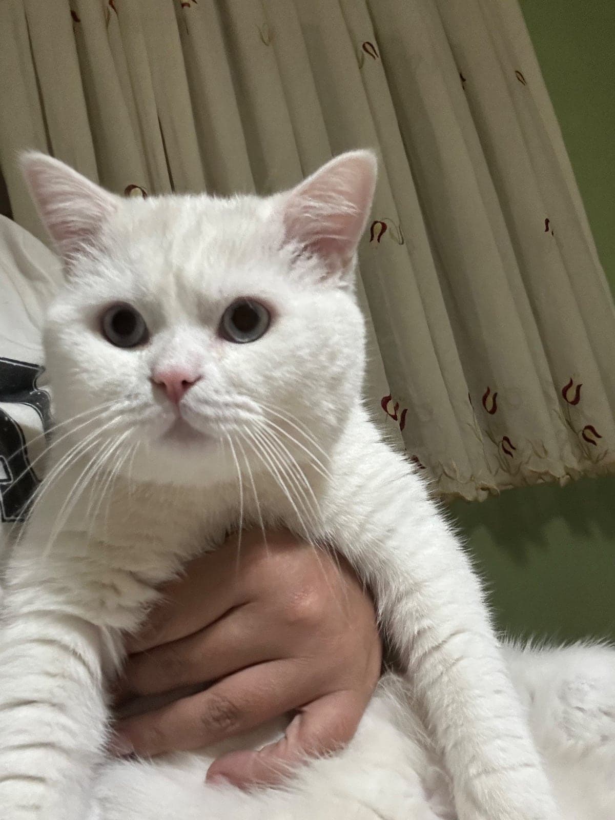 Rüzgar British Shorthair Kedi, İzmir