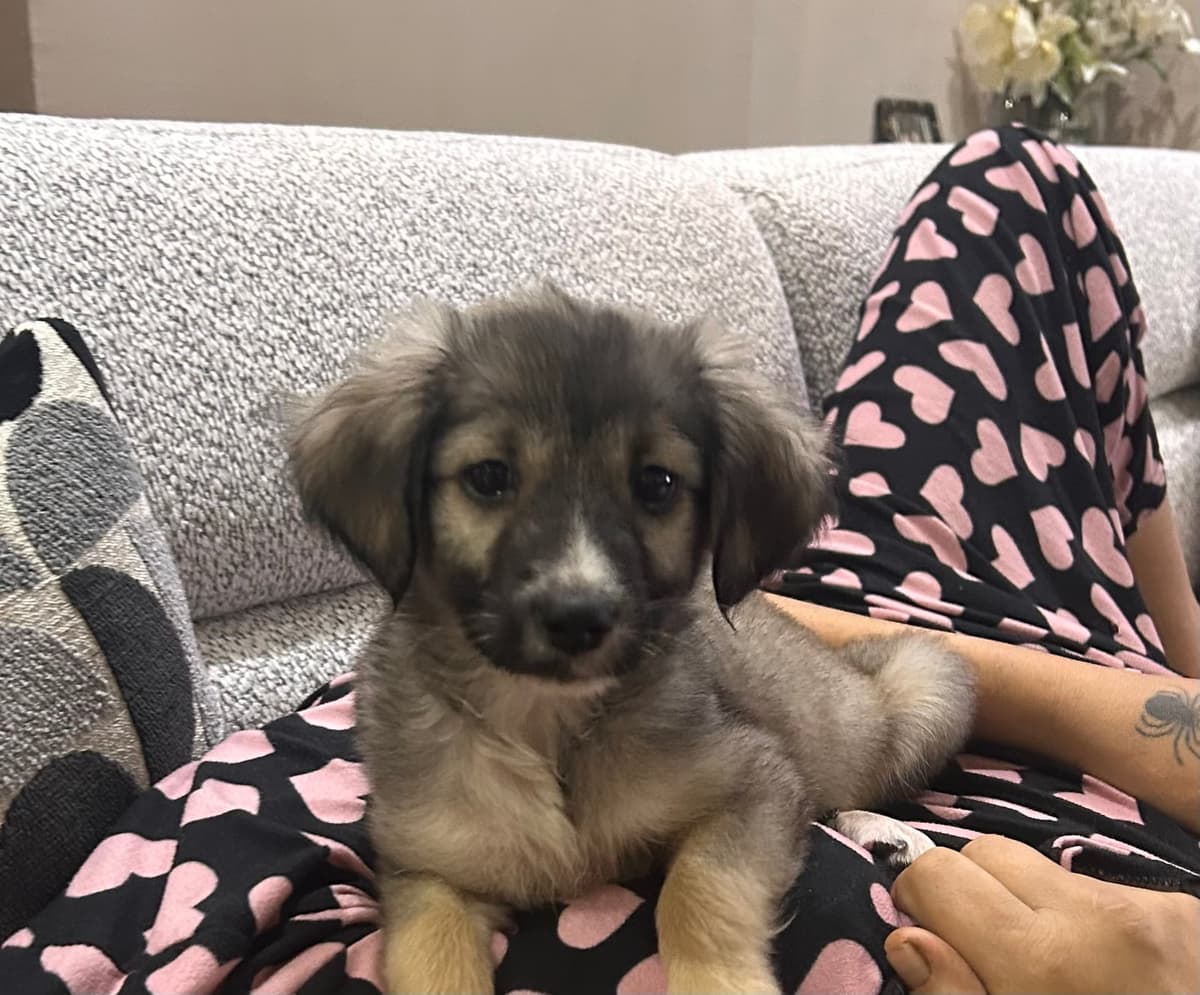 Yok Melez Köpek, İzmir