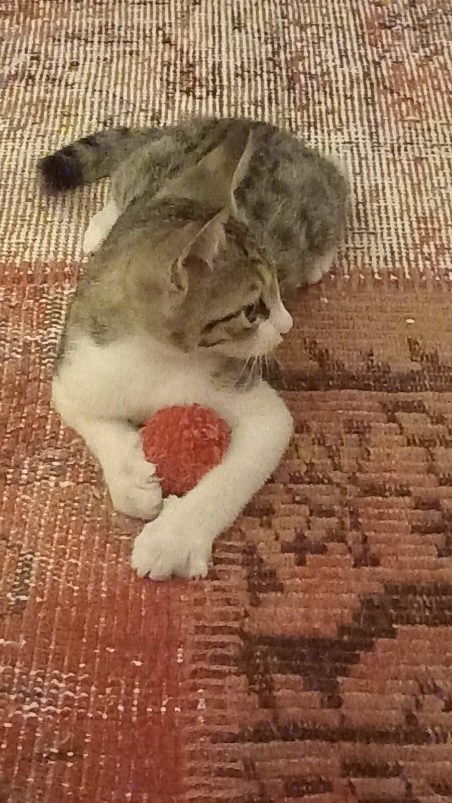 Henüz bir adı yok Sokak Kedisi Kedi, Muğla
