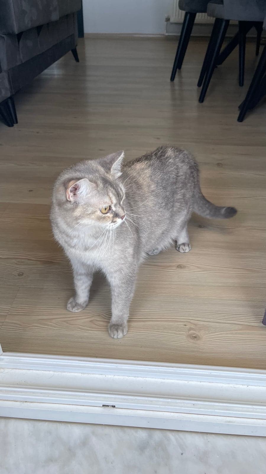 Kontes British Shorthair Kedi, İzmir