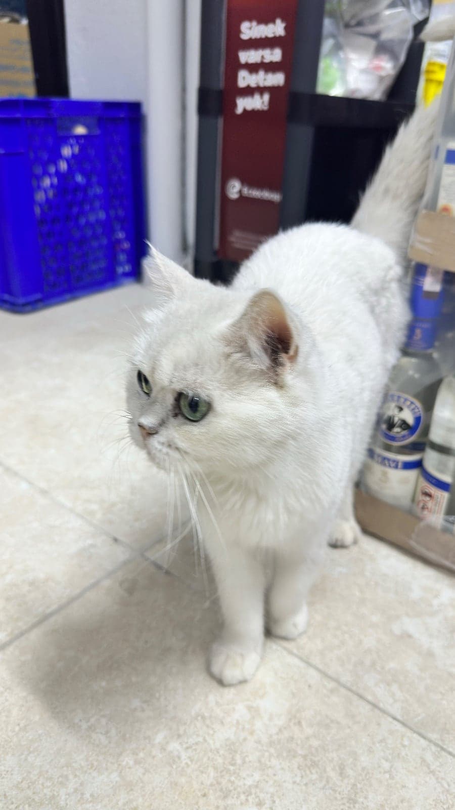 Pamuk British Shorthair Kedi, İzmir