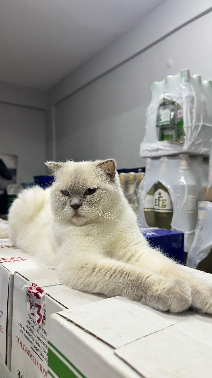 Duman British Shorthair Kedi, İzmir