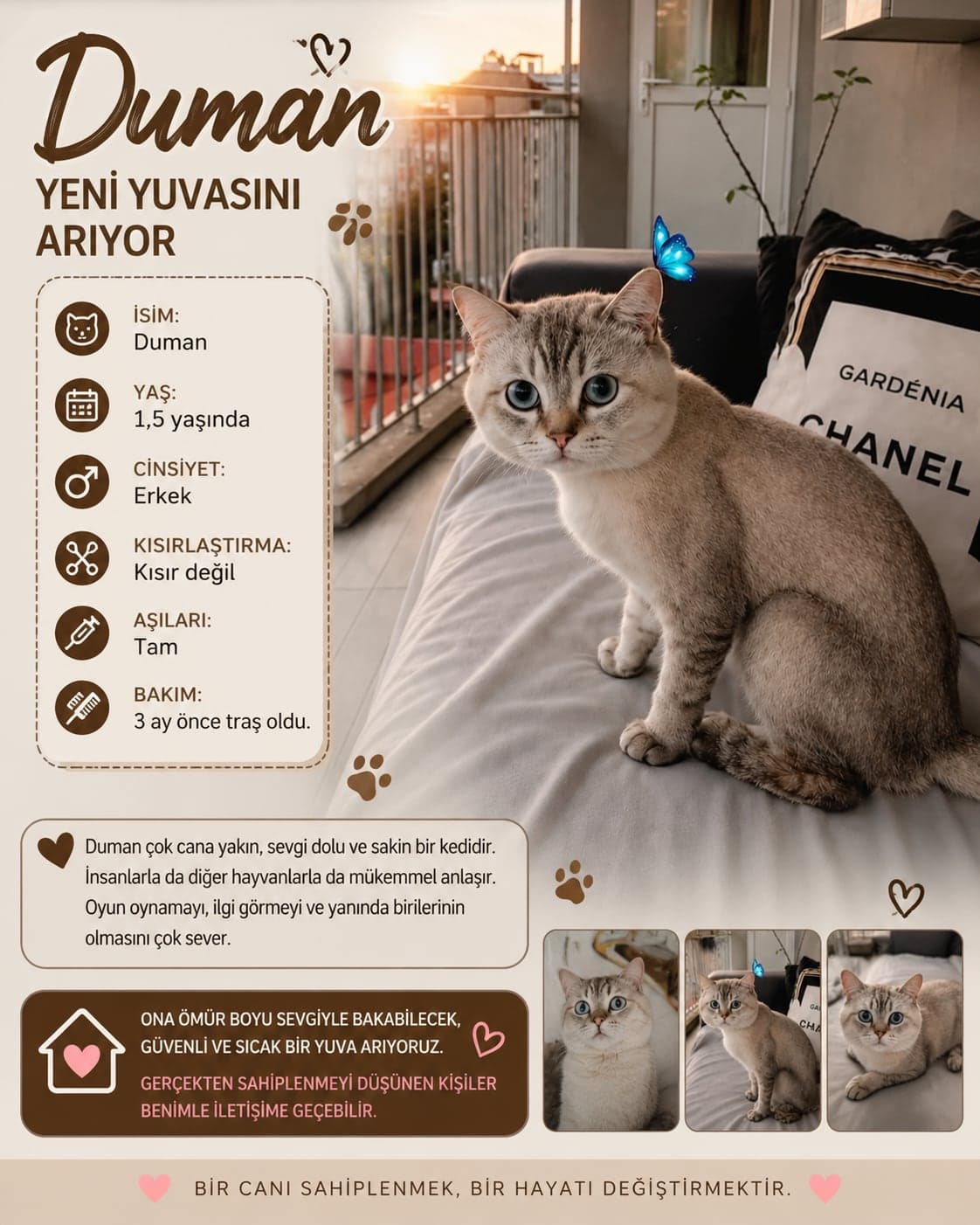 Duman British Longhair Kedi, Aydın