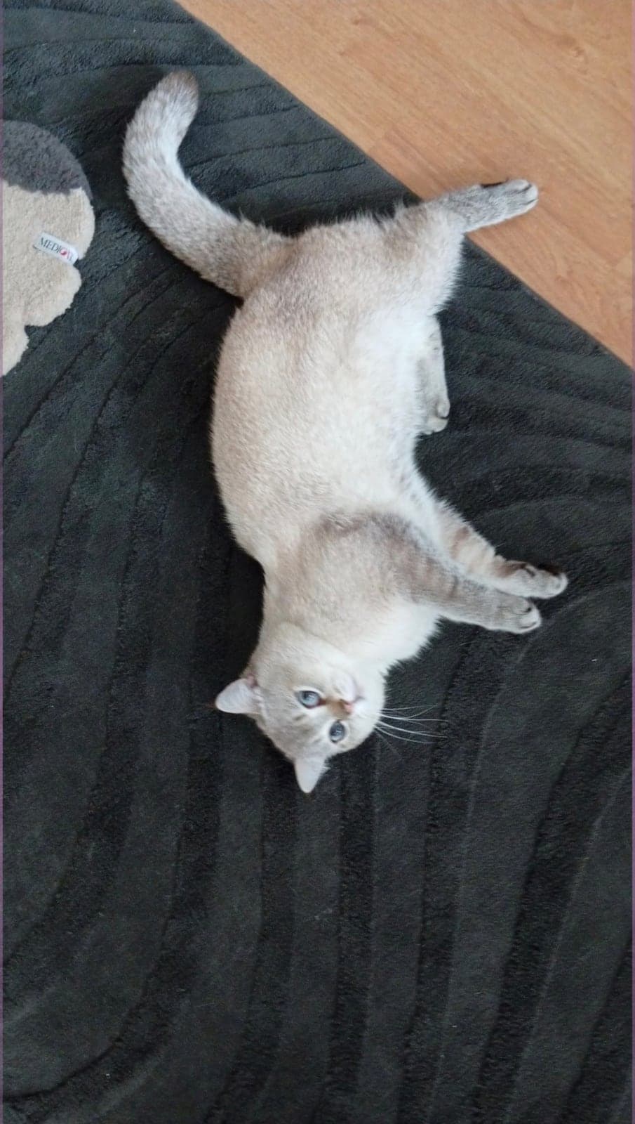 Duman British Longhair Kedi, Aydın