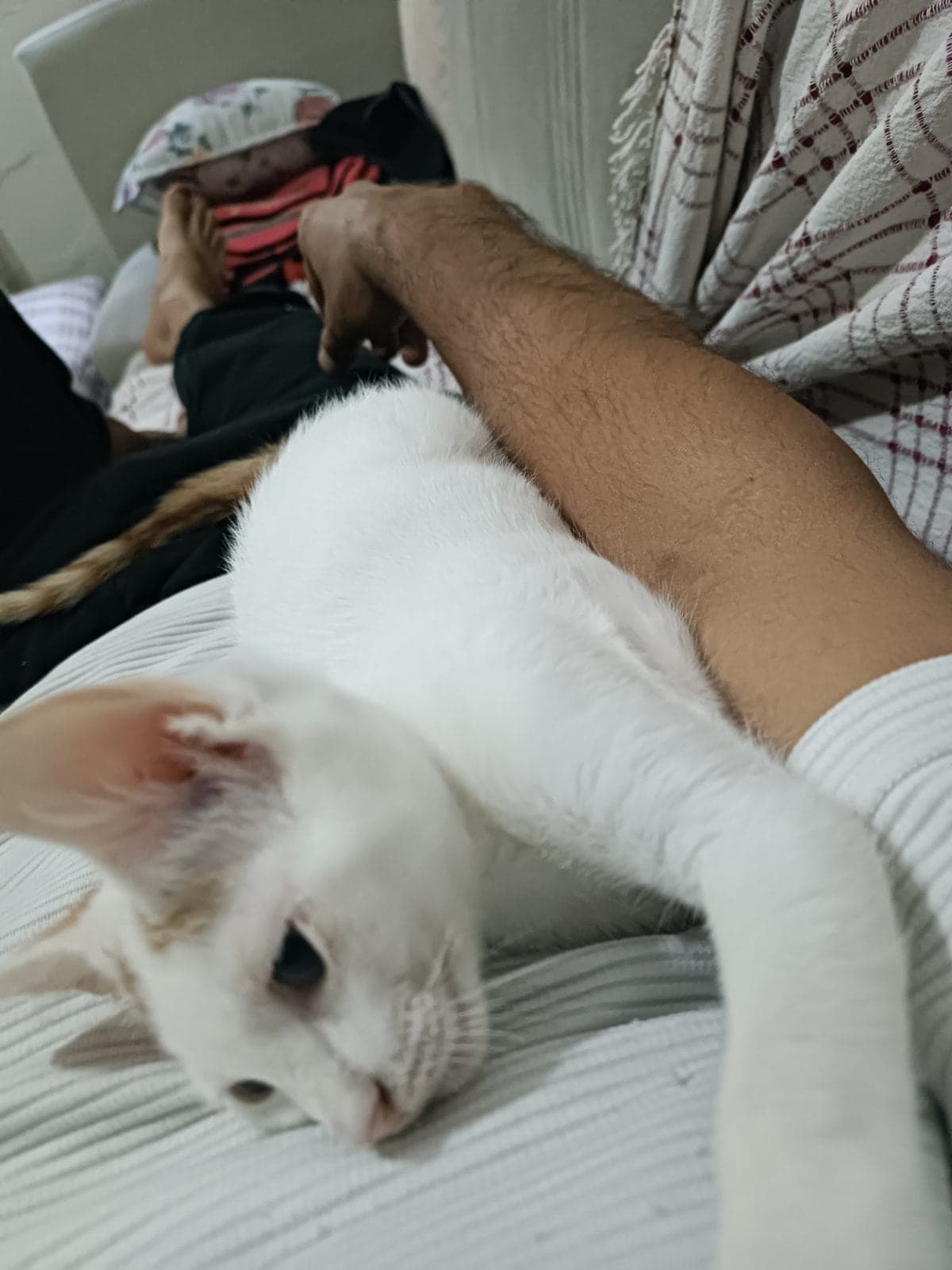 Kedi Tekir Kedi, Adana