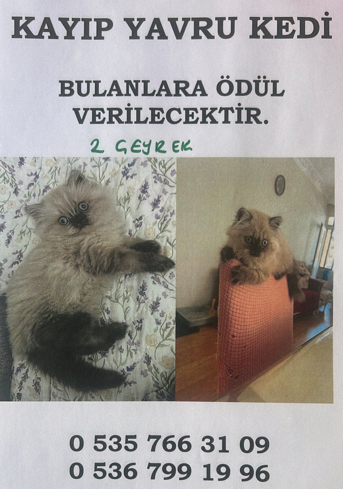 Müezza British Longhair Kedi, İstanbul