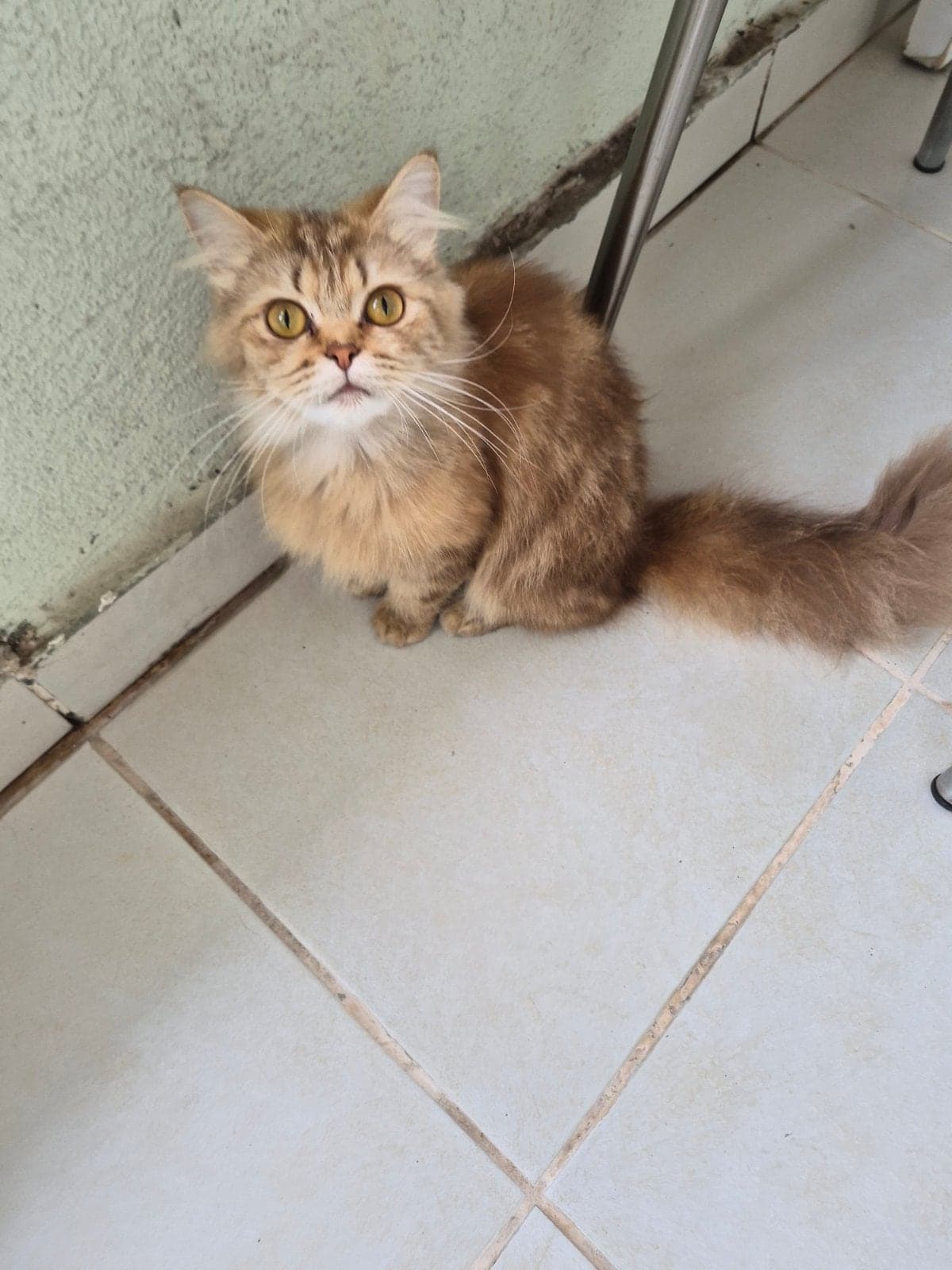 Pakize British Longhair Kedi, Kocaeli