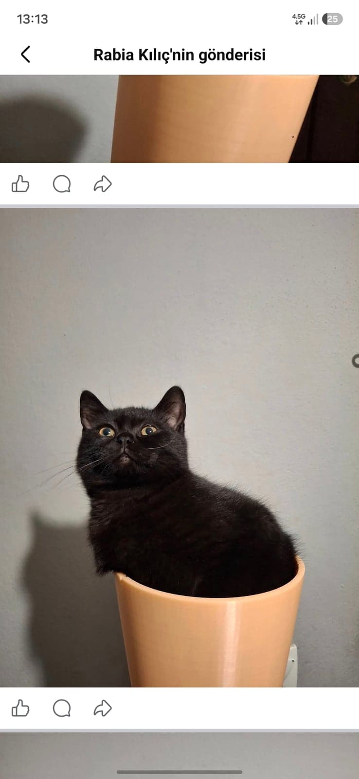 Paskal British Shorthair Kedi, İstanbul