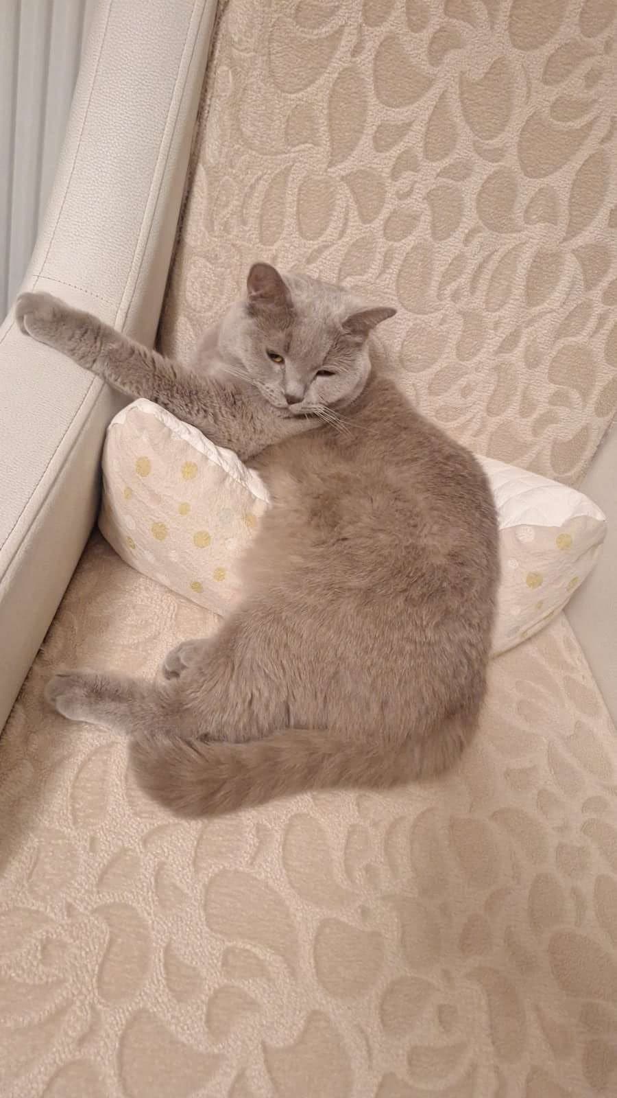 latte British Shorthair Kedi, İstanbul