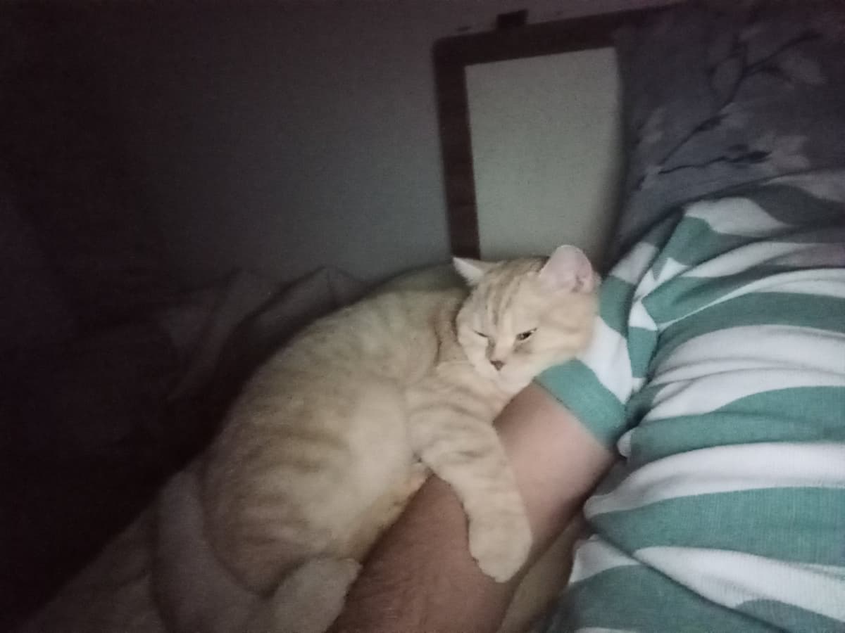 Miya British Shorthair Kedi, İstanbul