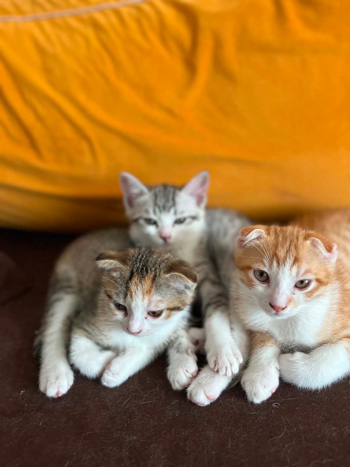 Limon Scottish Fold Kedi, Ankara