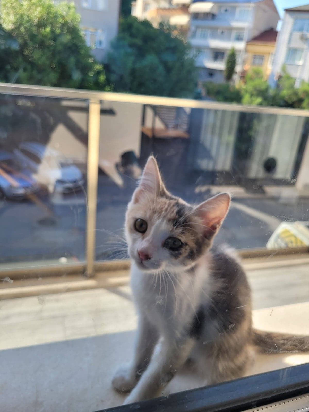 Çiçek Sokak Kedisi Kedi, Kocaeli