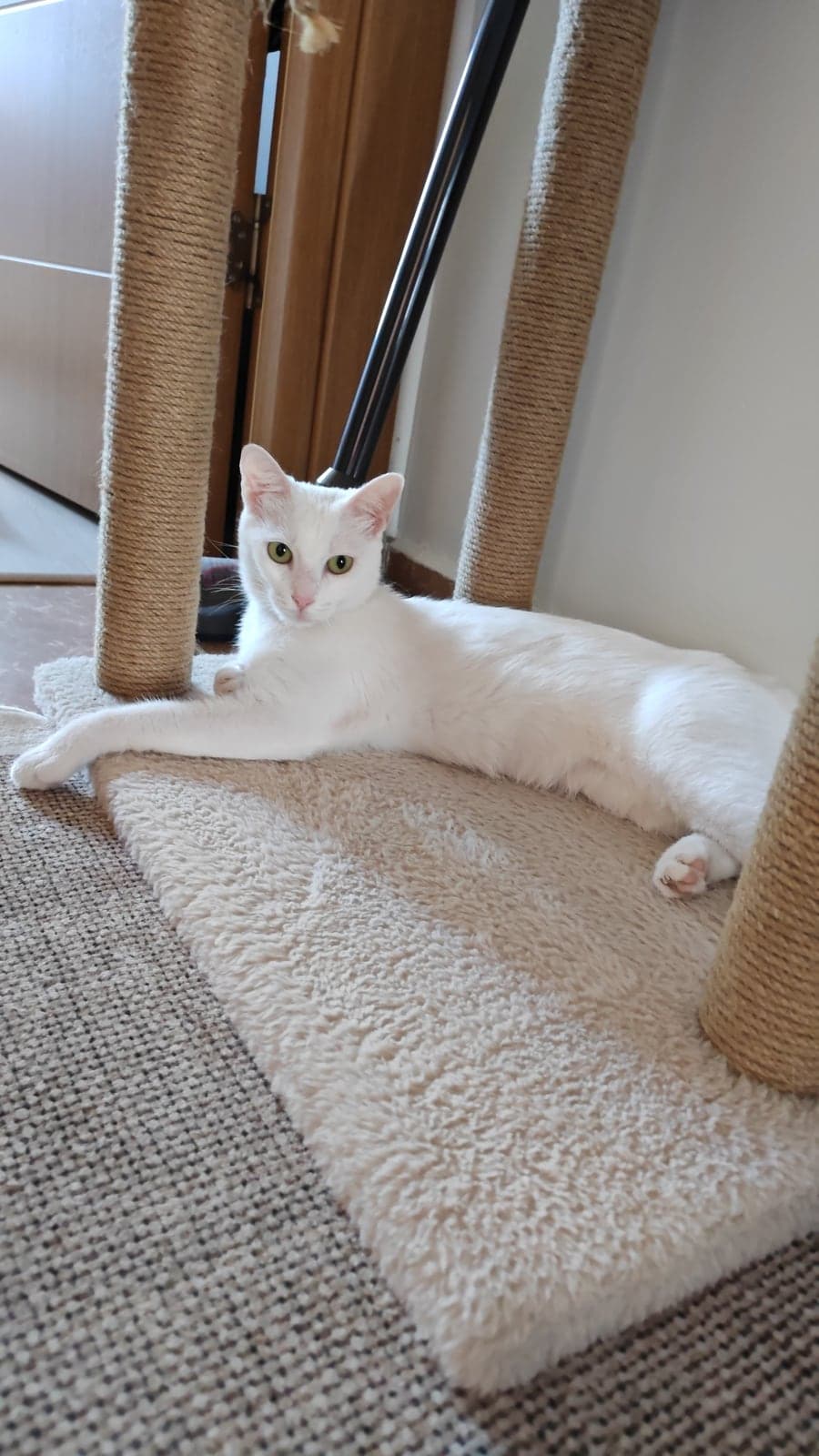 PAMUK Ankara Kedisi Kedi, İstanbul