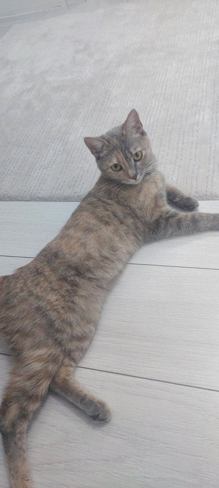 Luna Tekir Kedi, Ankara