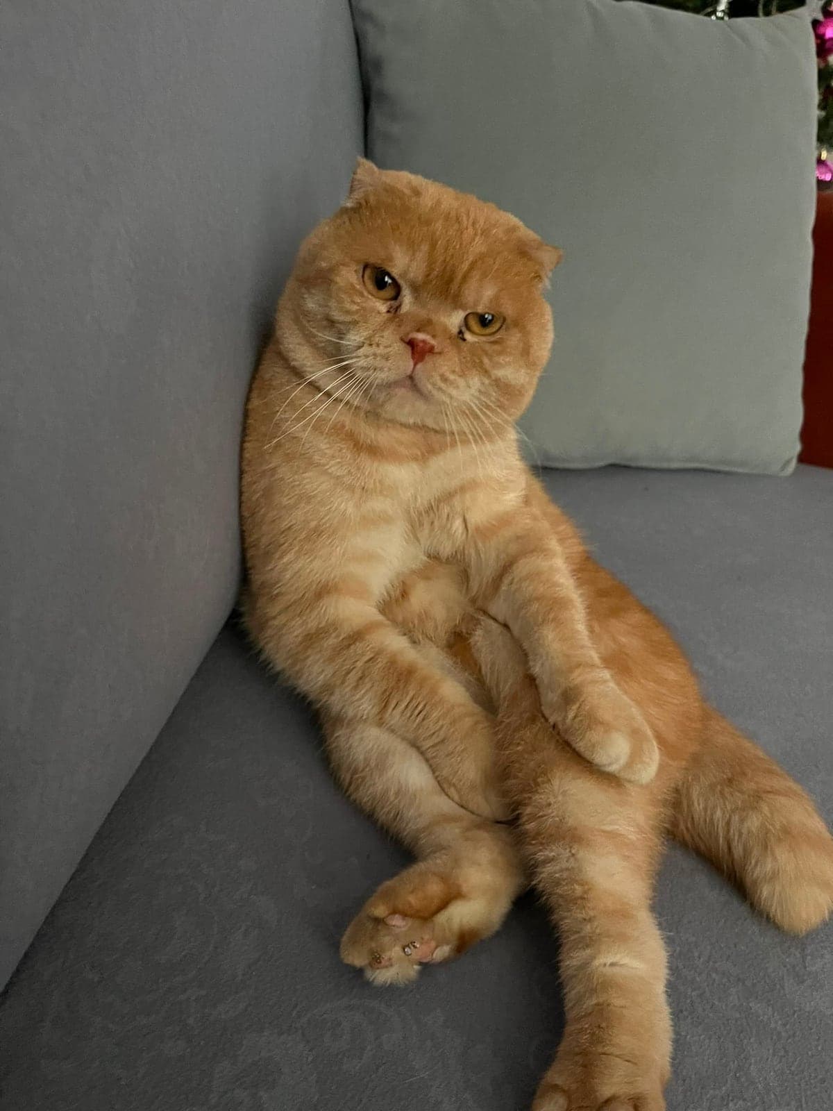Kaju Scottish Fold Kedi, İstanbul