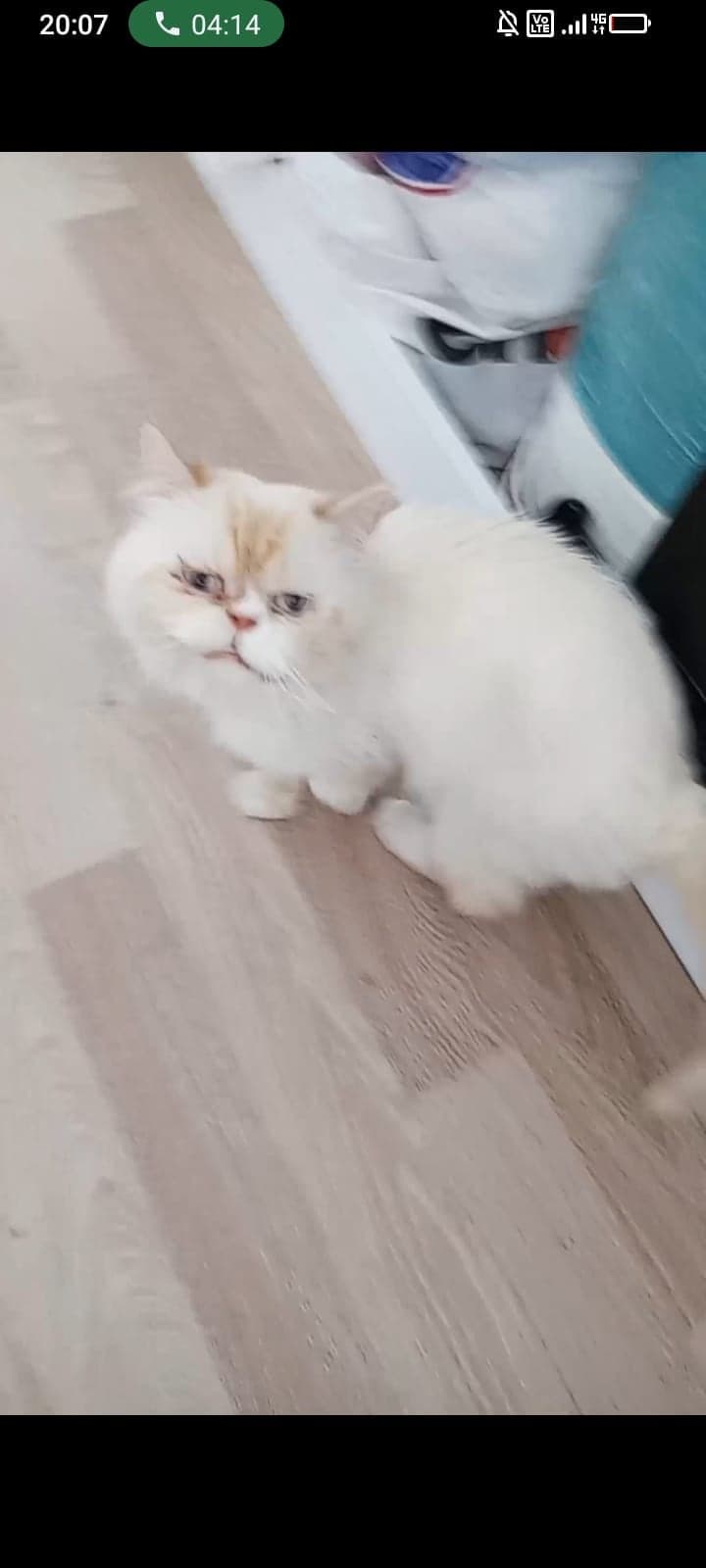 Sütlaç Exotic Shorthair Kedi, Adana