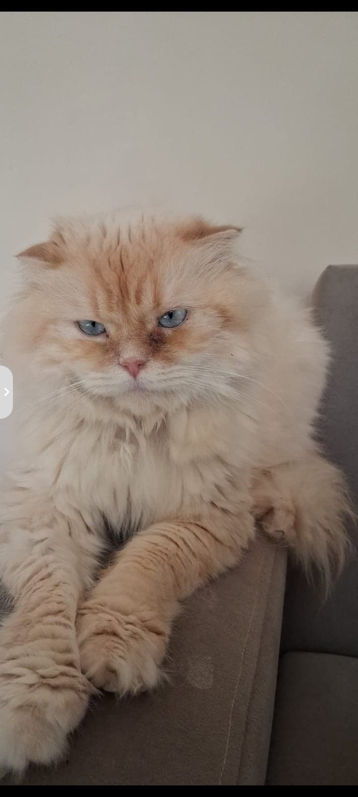 Aslan Persian Kedi, İstanbul
