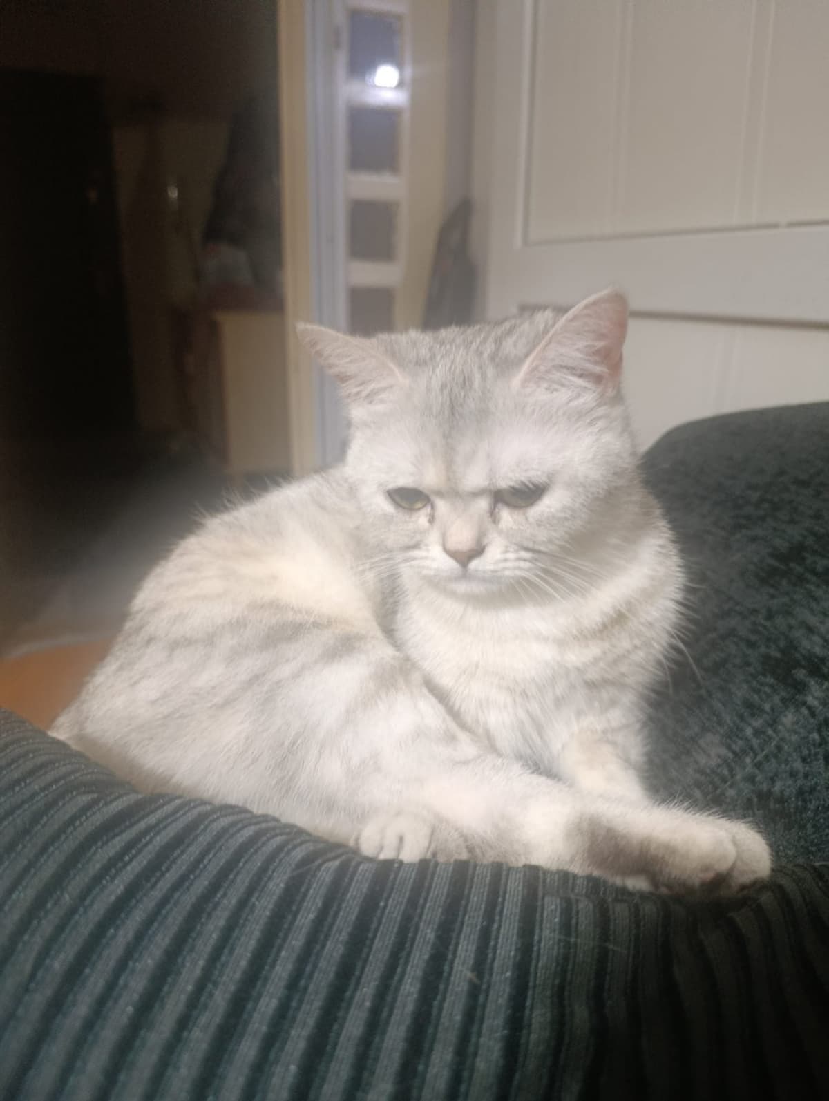 Mia British Shorthair Kedi, İzmir