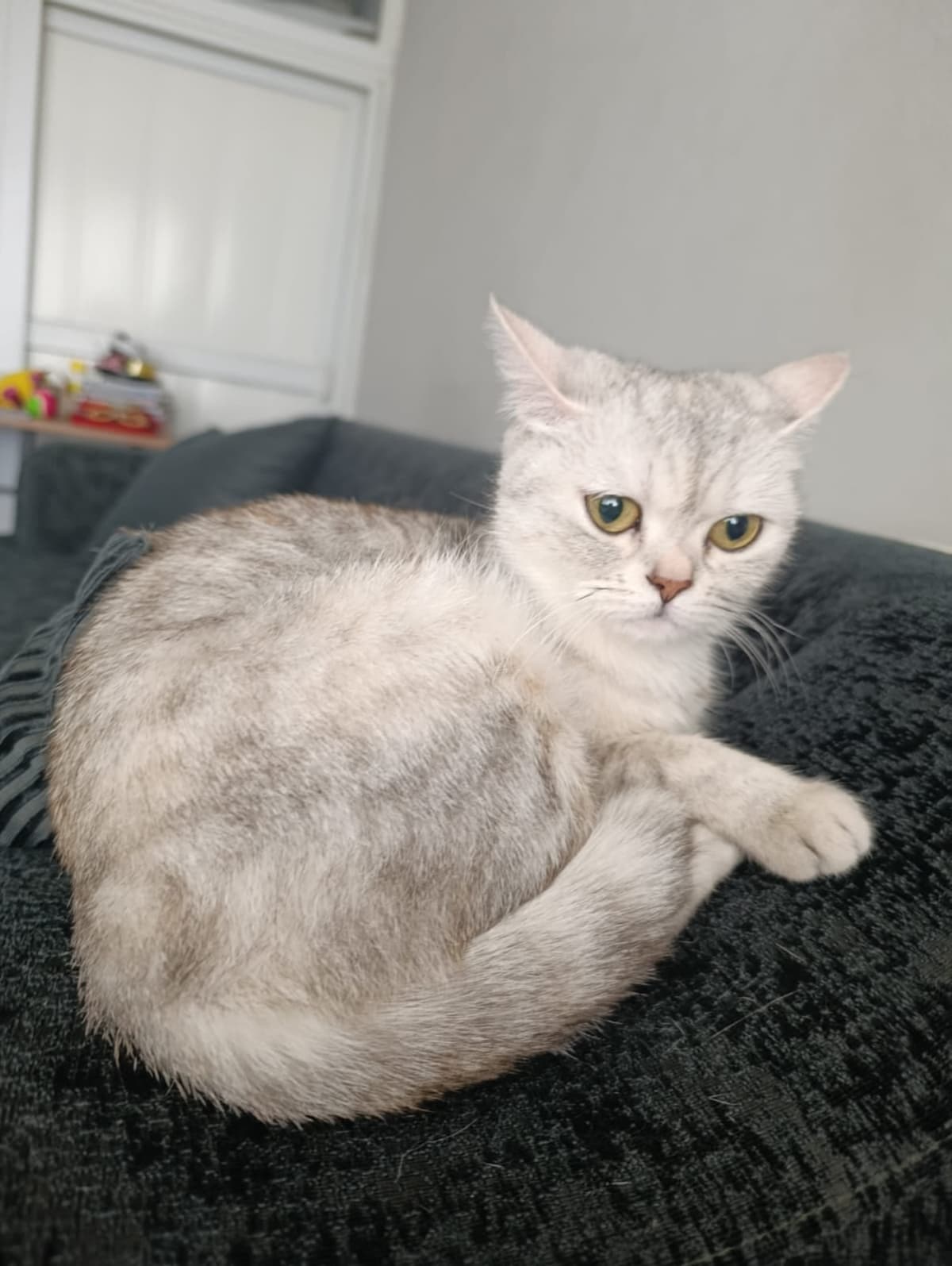 Mia British Shorthair Kedi, İzmir