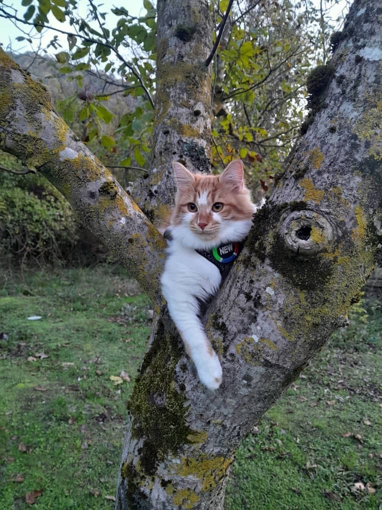 Köpük Ankara Kedisi Kedi, Yalova