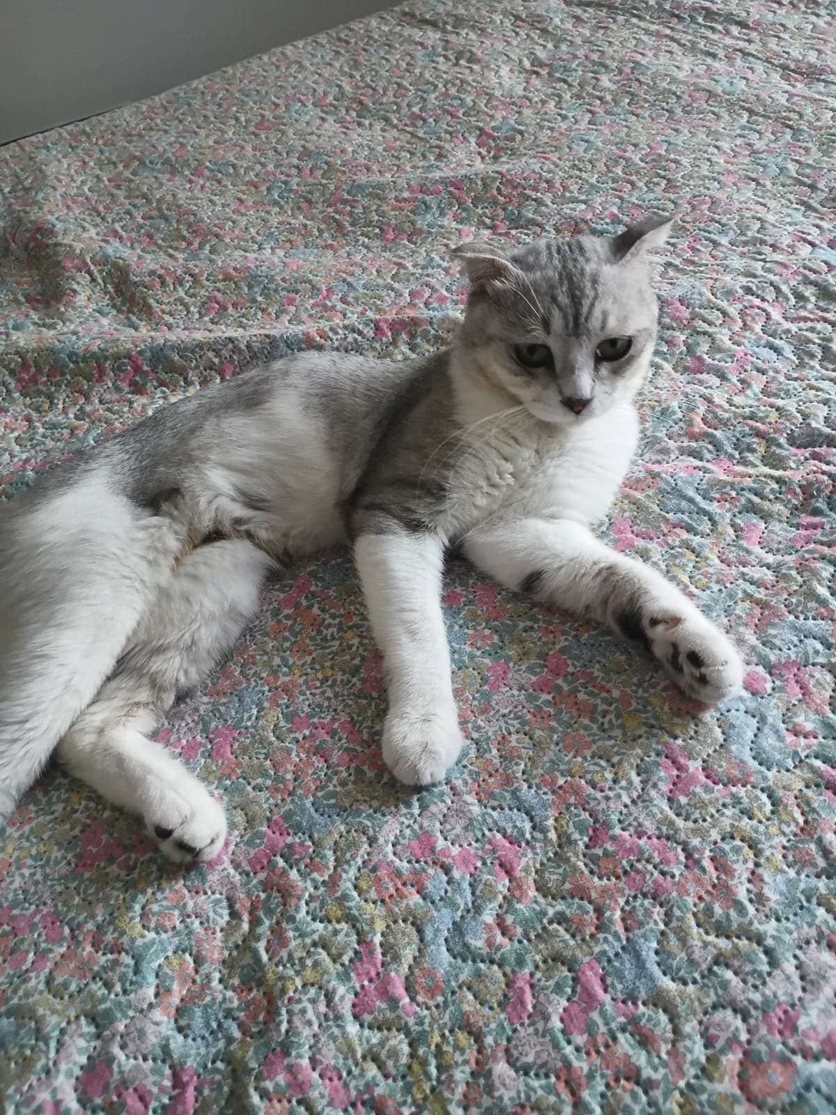 Duman Scottish Fold Kedi, İzmir