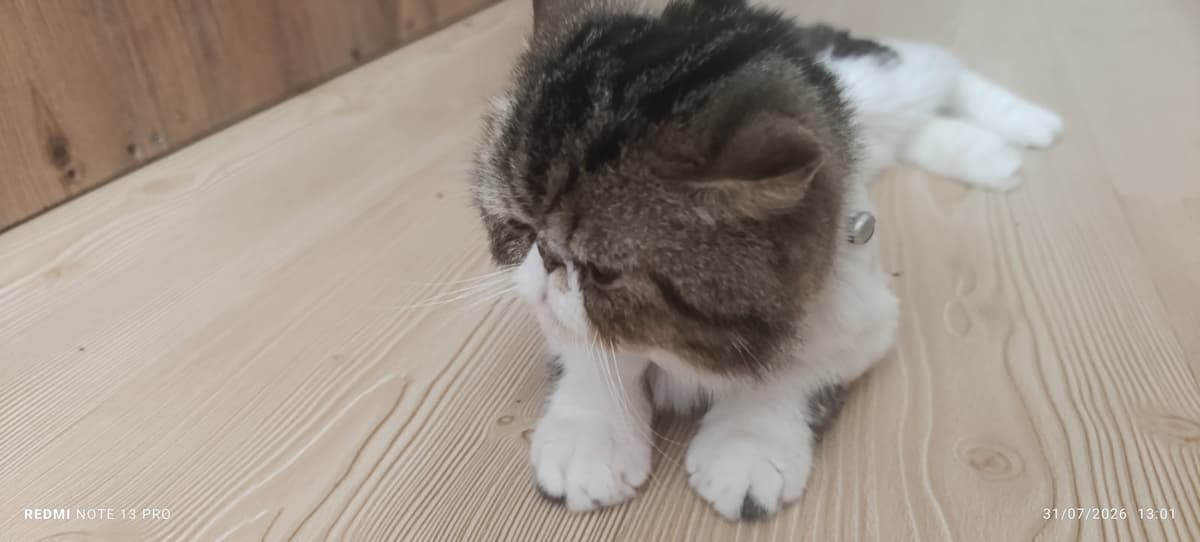 Alex Exotic Shorthair Kedi, İzmir