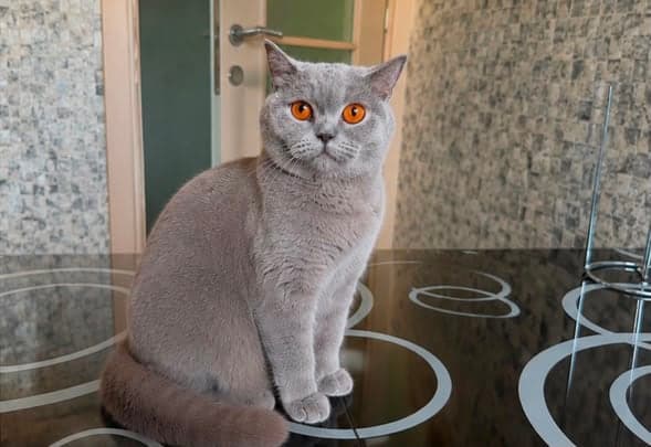 Köfte British Shorthair Kedi, İstanbul