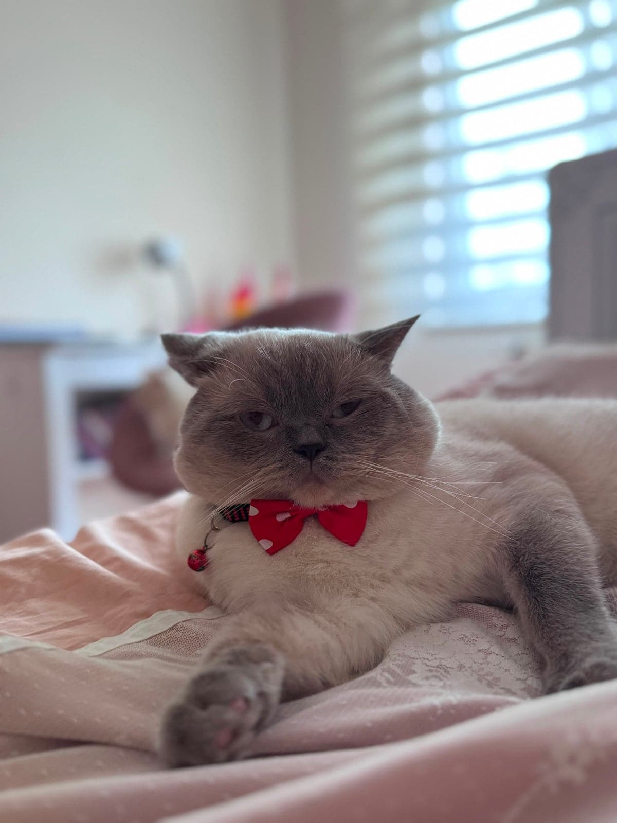 Duman British Shorthair Kedi, İstanbul