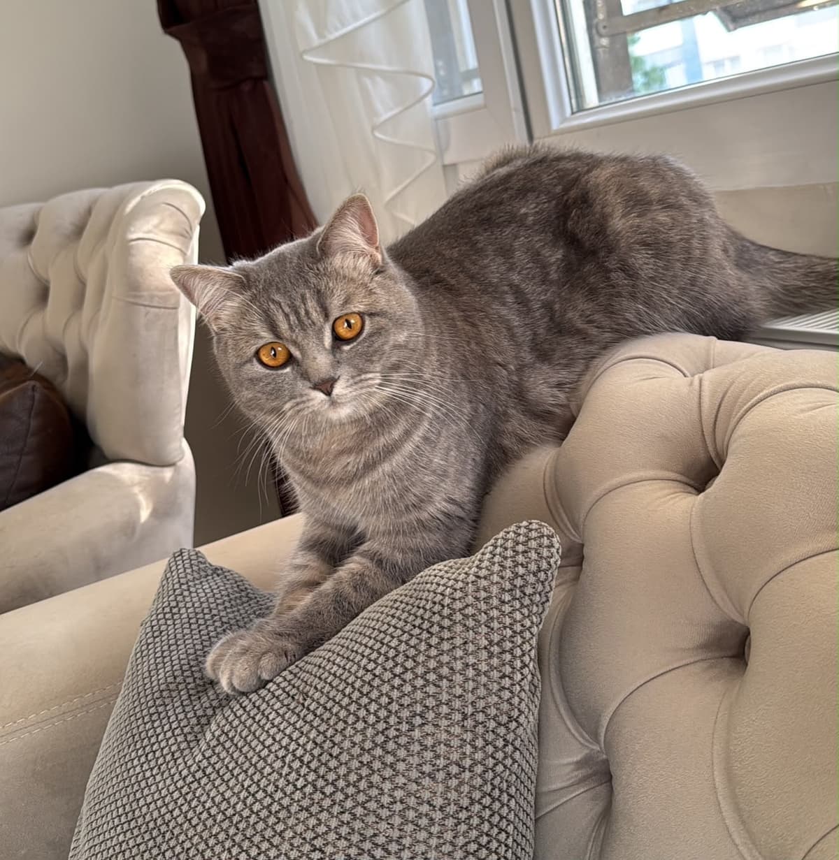 Mia British Shorthair Kedi, Antalya