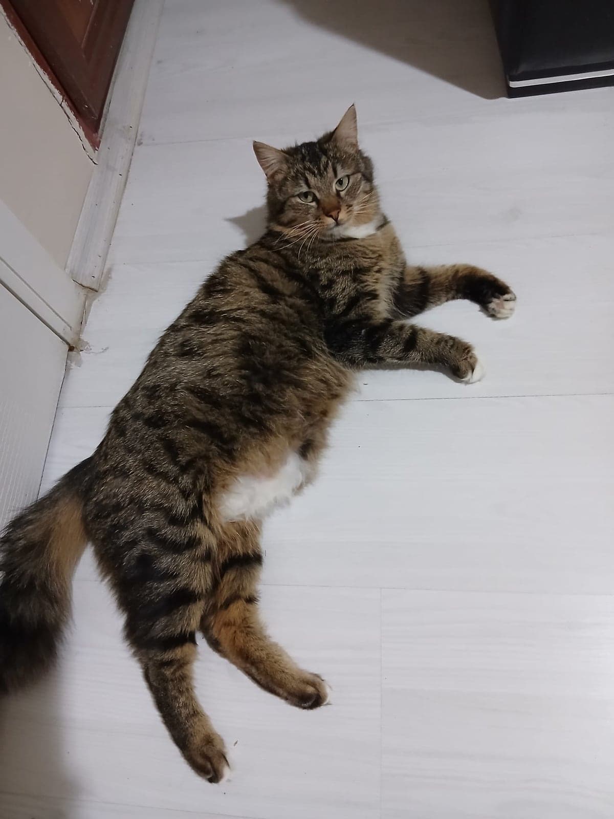 Dikkuyruk Tekir Kedi, Ankara