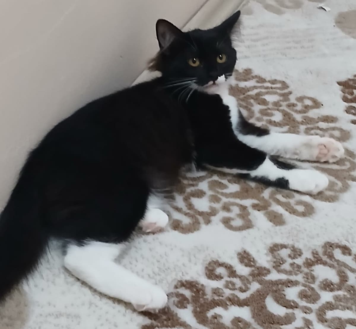 Smokin ve tekir yavru Sokak Kedisi Kedi, Ankara