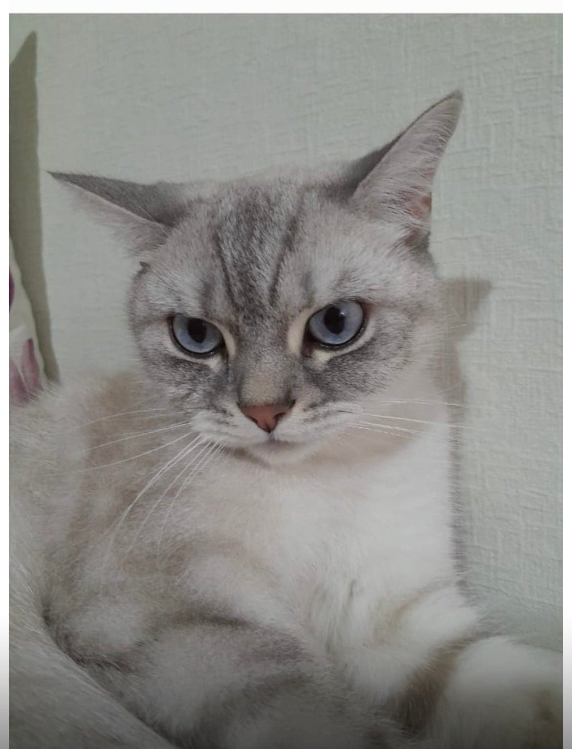 Bulut Bilmiyorum Kedi, İstanbul