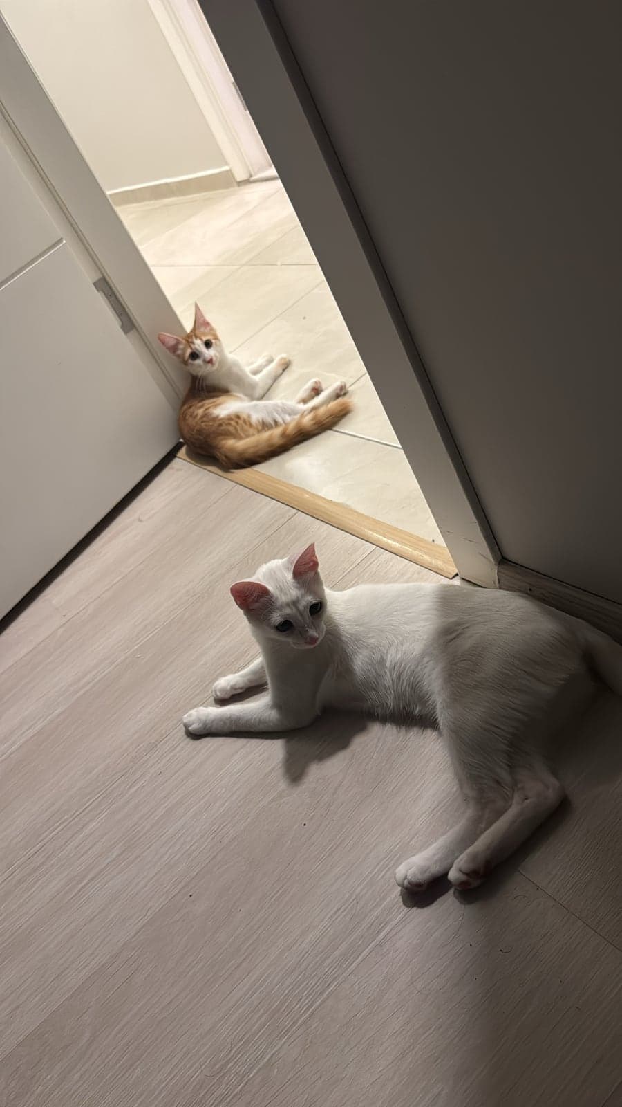 Moon Ankara Kedisi Kedi, İstanbul