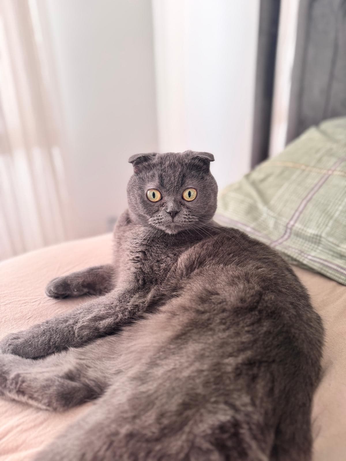 Mia Scottish Fold Kedi, Ankara
