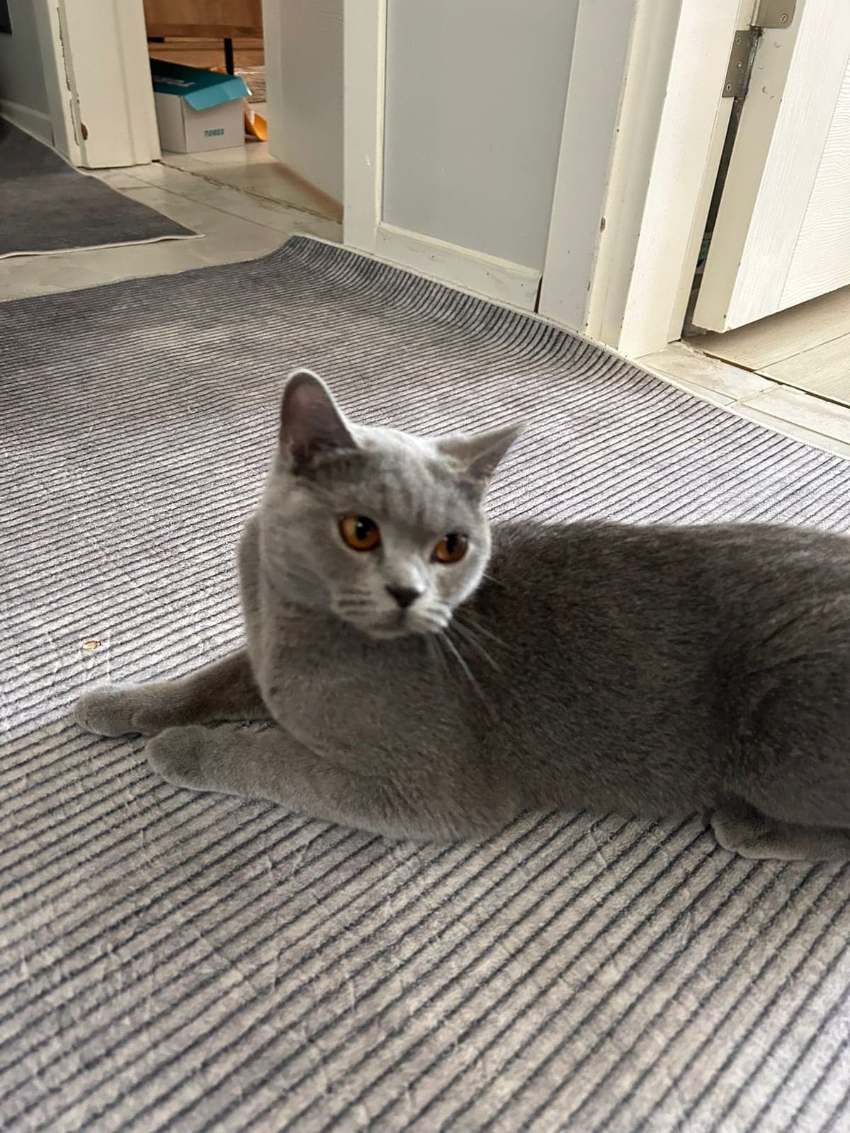 Gece British Shorthair Kedi, Tekirdağ