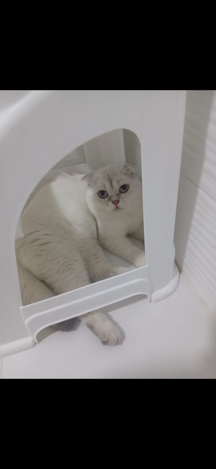Sütlaç Scottish Fold Kedi, İzmir